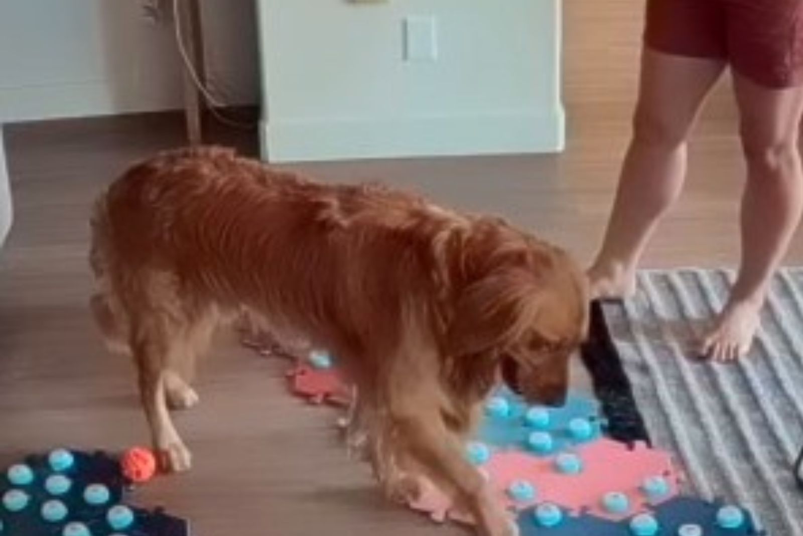 dog named cache pressing buttons on the floor