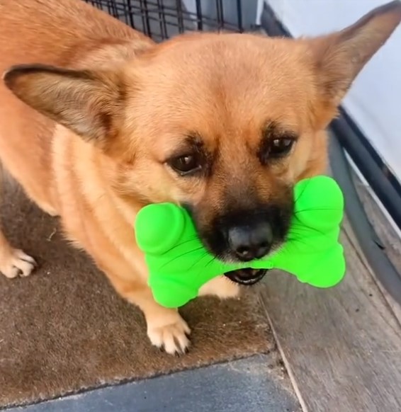 dog named doris holding green toy in her mouth