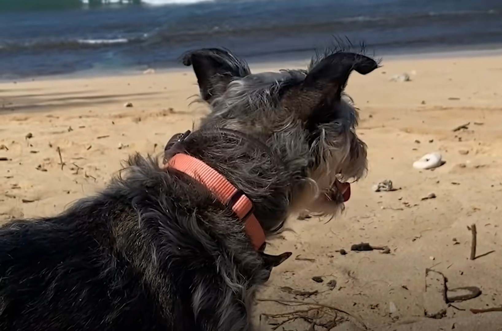 dog named halo at the beach