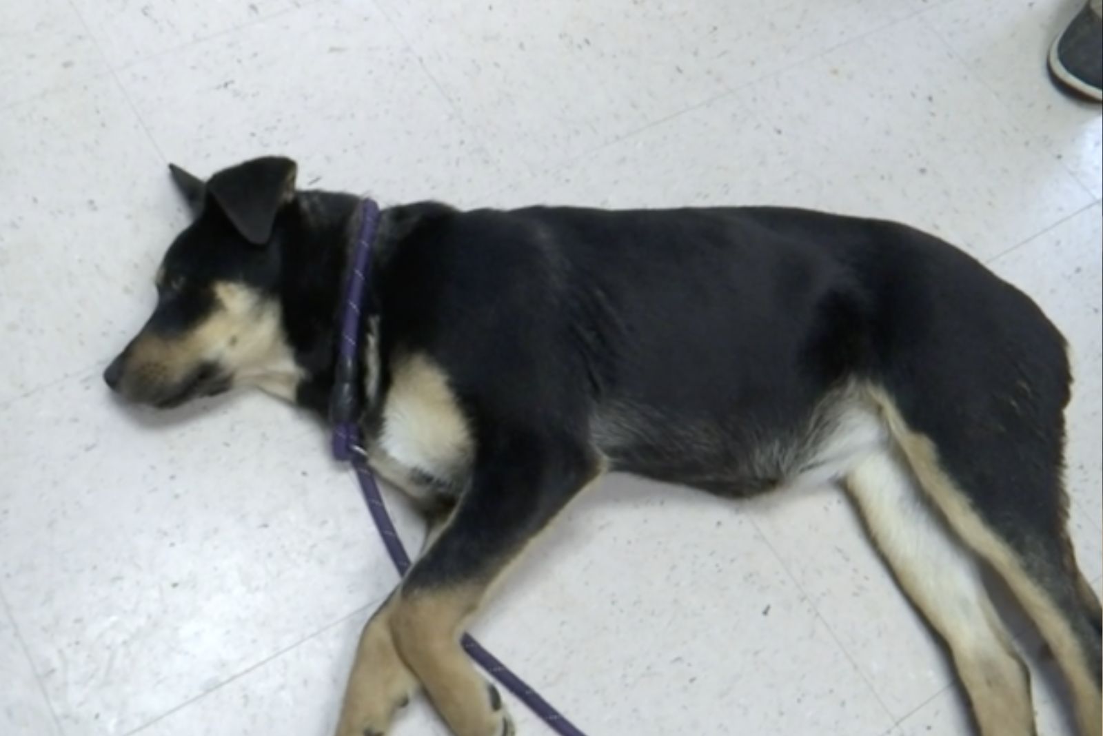 dog named jada lying on the floor