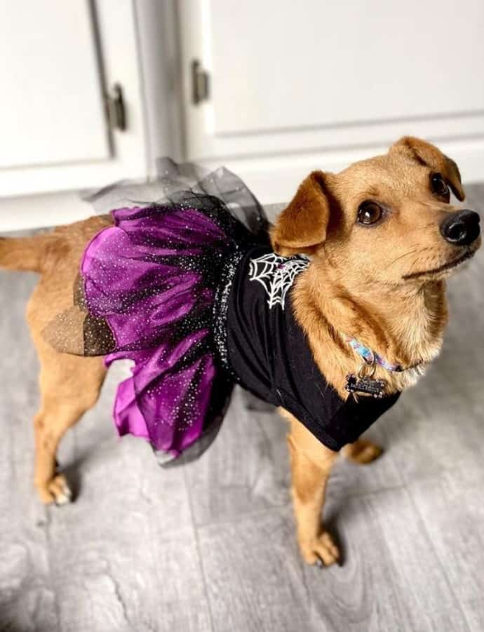 dog named Kevin in a purple costume