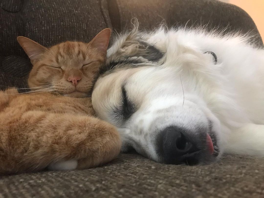 dog named kora sleeping next to a cat