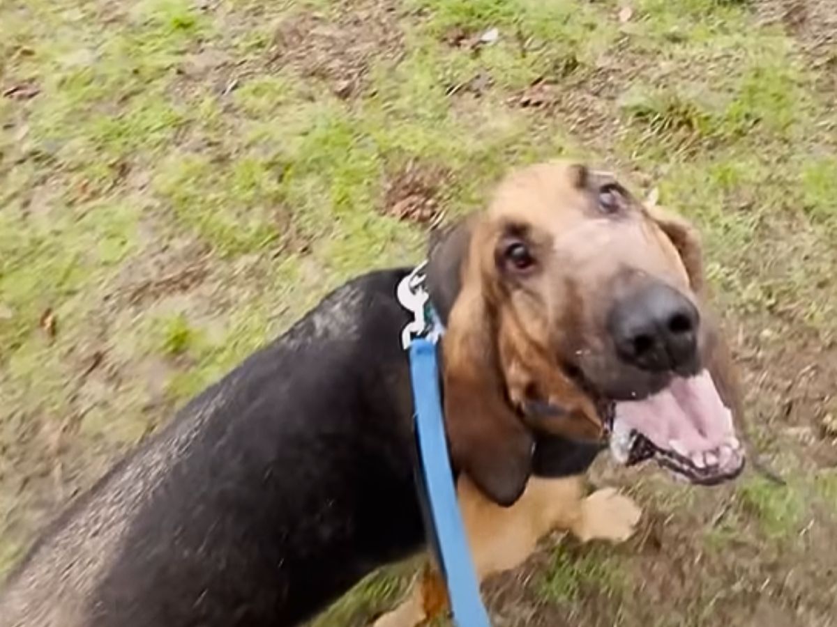 dog named luke walking on grass