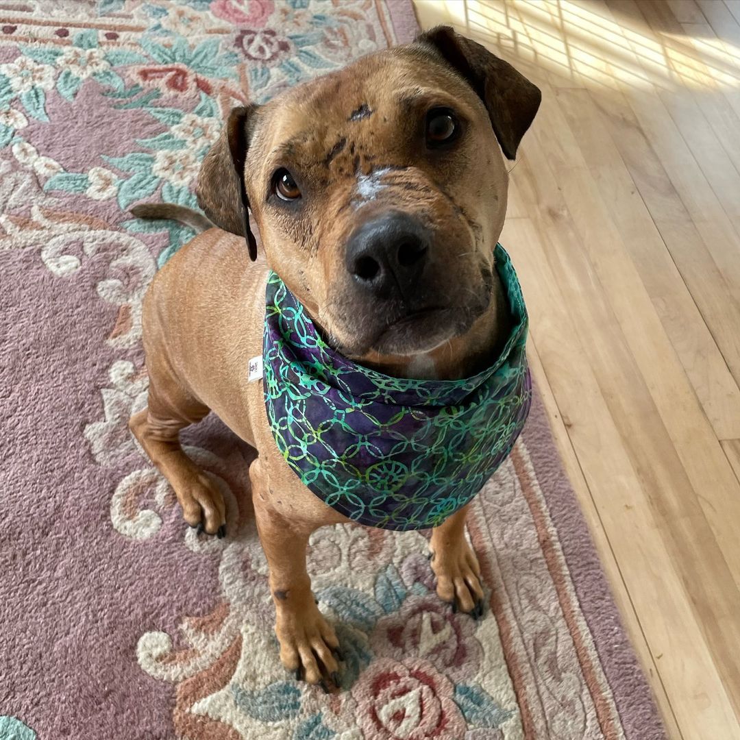 dog named myrtle sitting on carpet