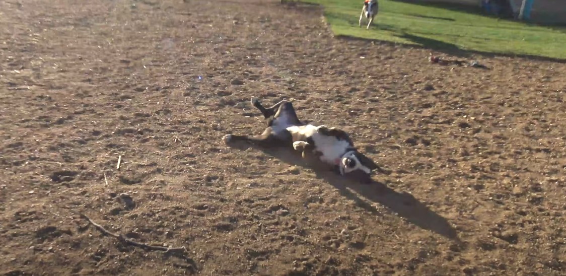 dog named pepper lying on the ground