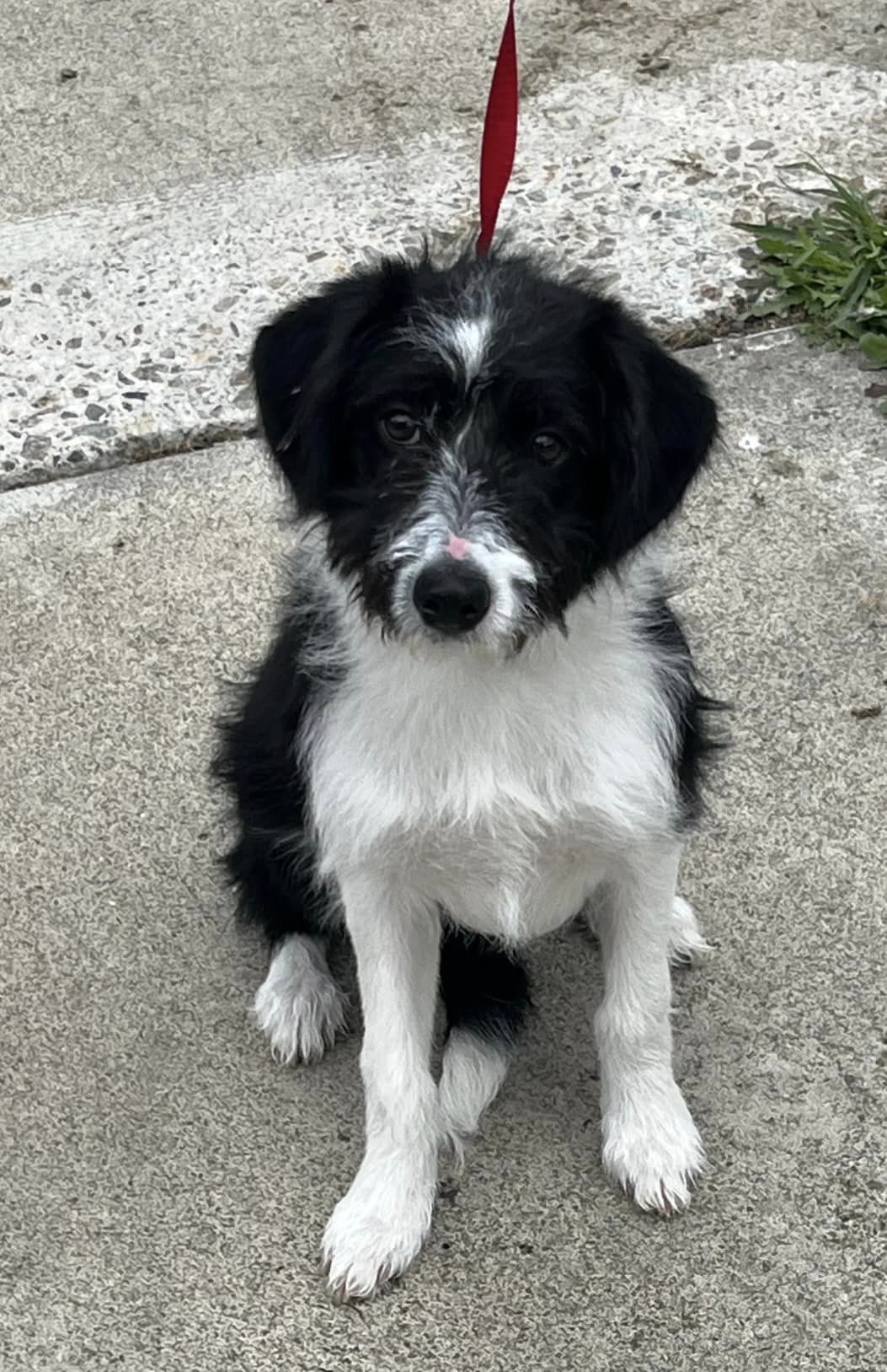 dog named snoopy sitting and looking at the camera