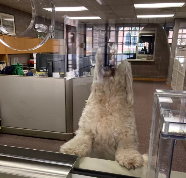 dog named tate looking through visitor window