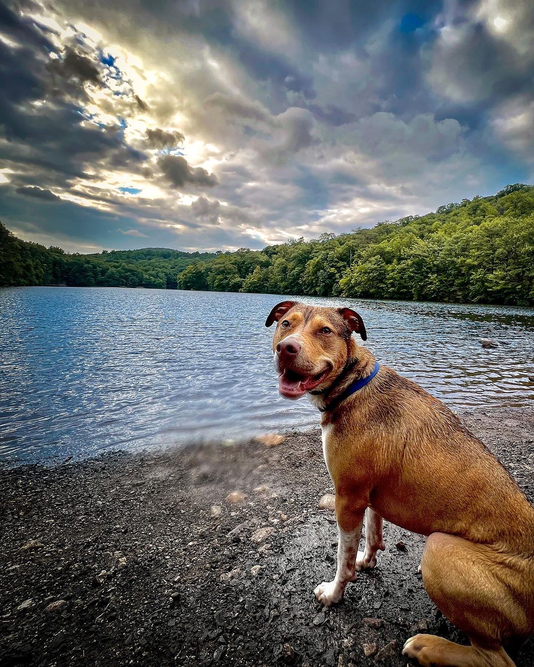 dog near lake