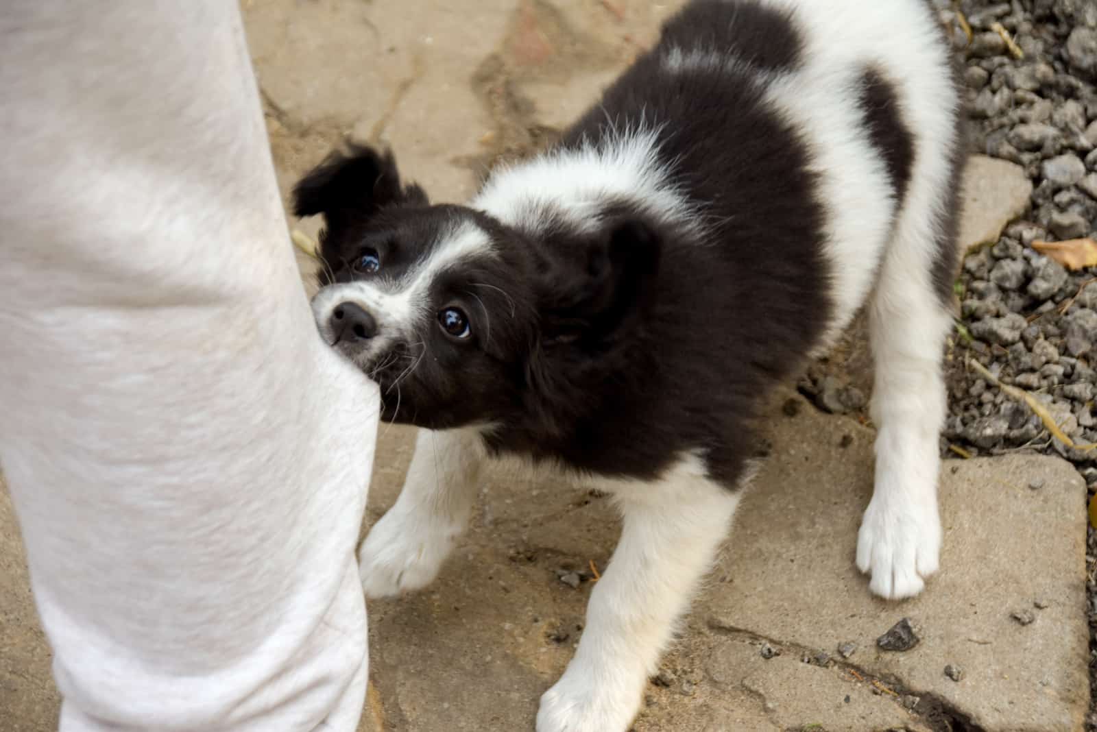 dog nibbling owners clothes