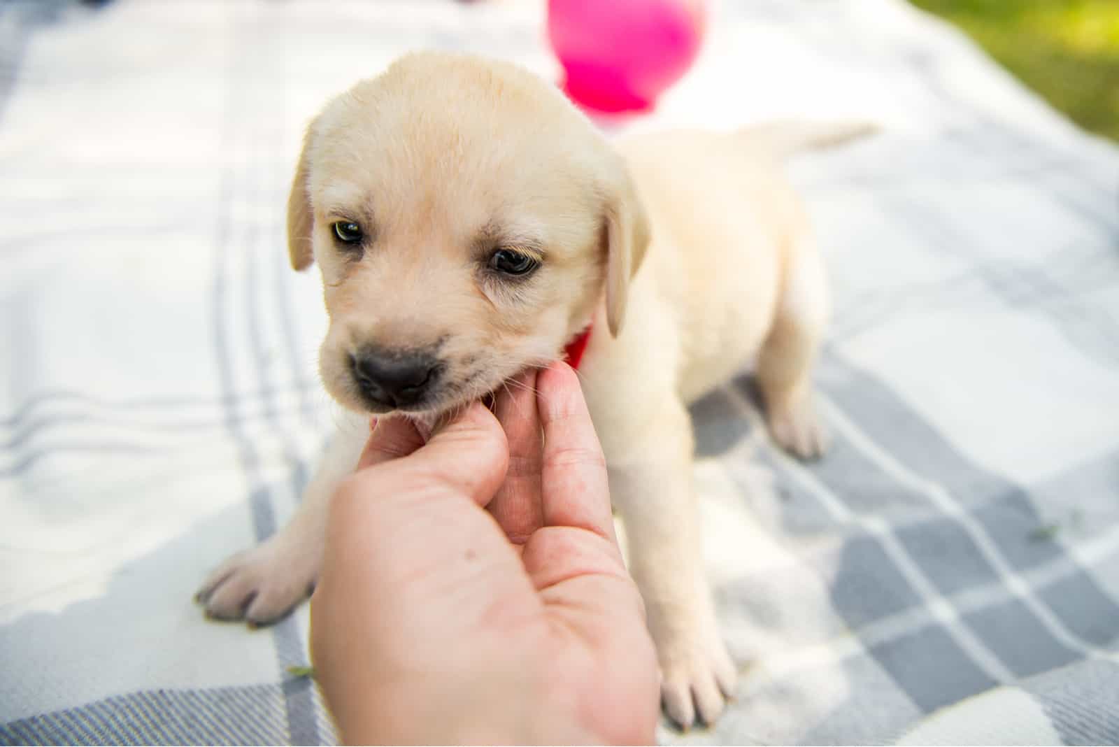 dog nibbling owners fingers outside