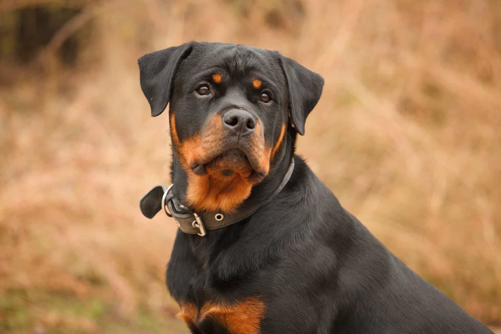 a Rottweiler dog breed on walk