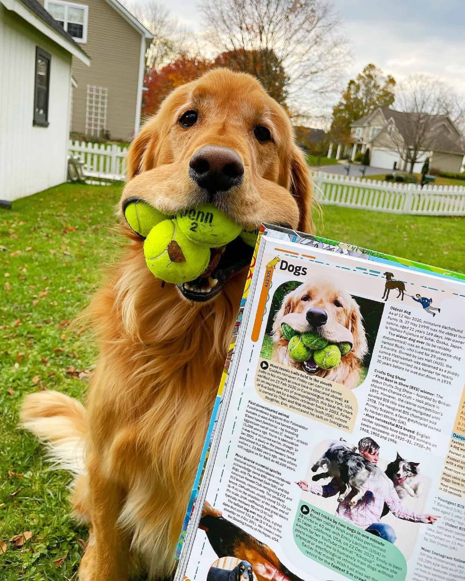 dog official guinness world record holder of tennis balls posing beside a book