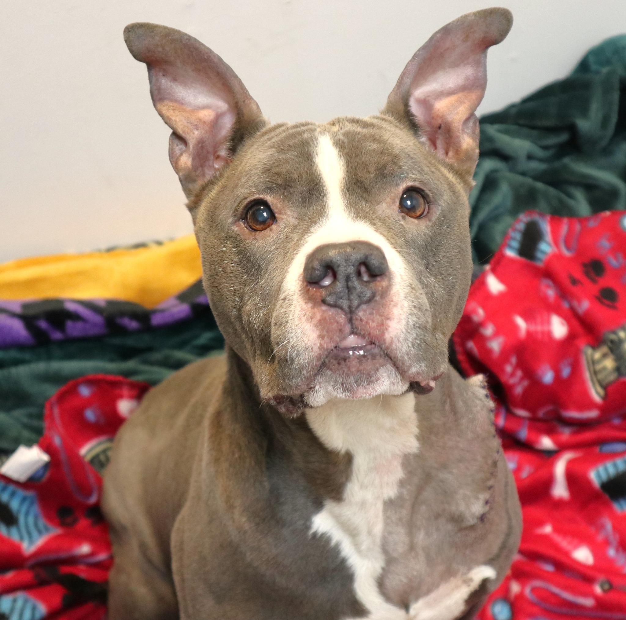 dog on a colorful blanket