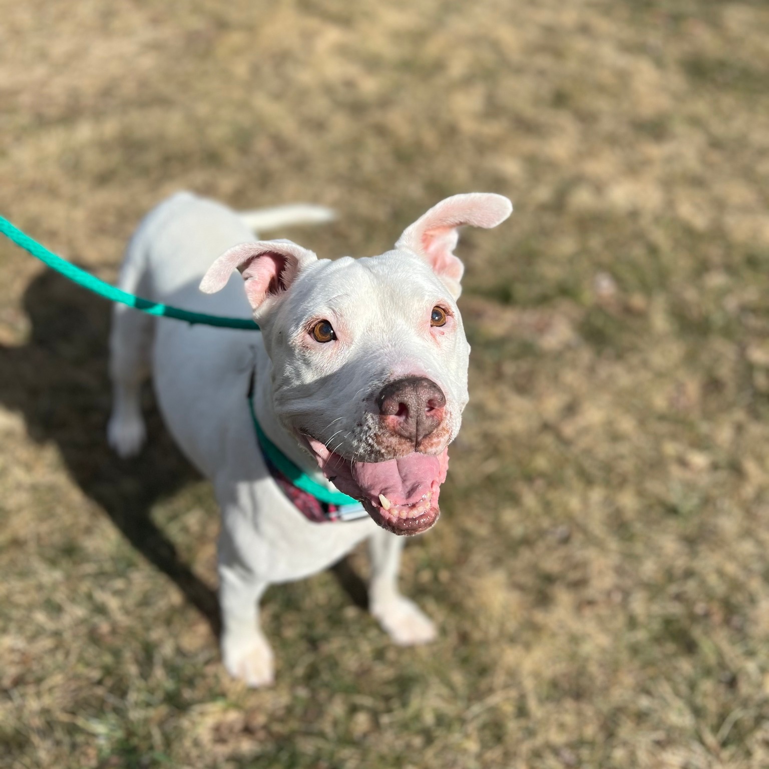 dog on a leash