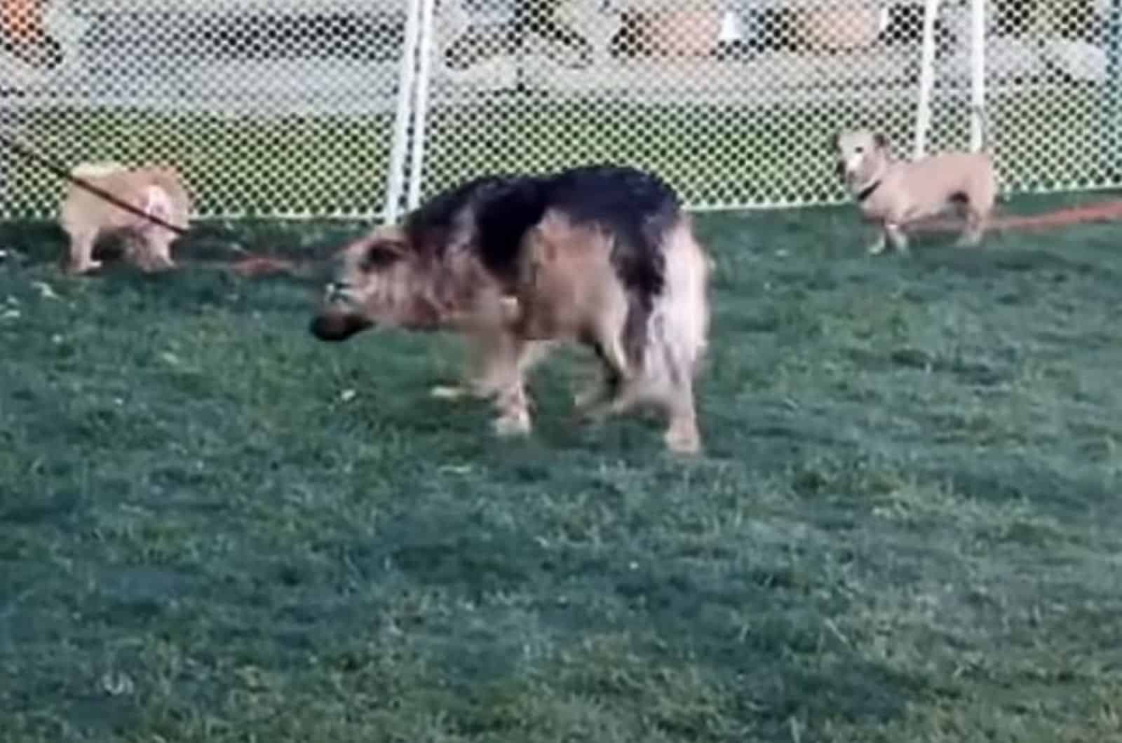 dog on a leash walking in the park