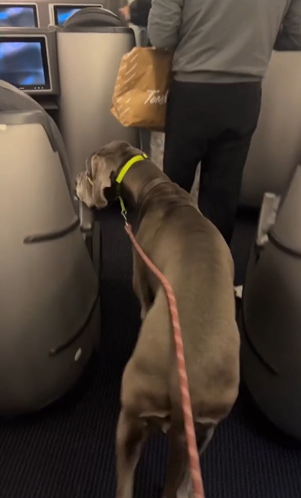 dog on a leash in a plane