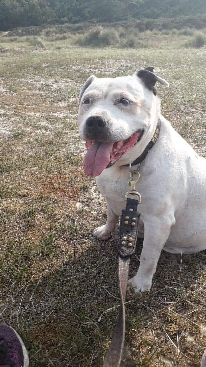 dog on a leash sitting on grass