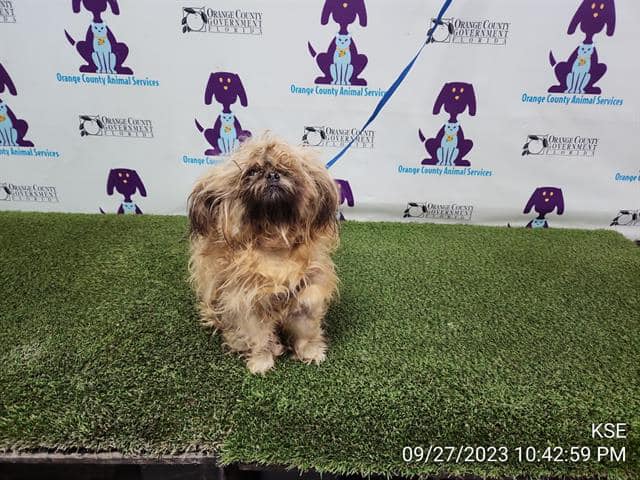 dog on a leash sitting