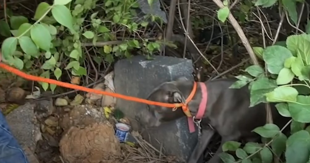 dog on a leash standing by a bush