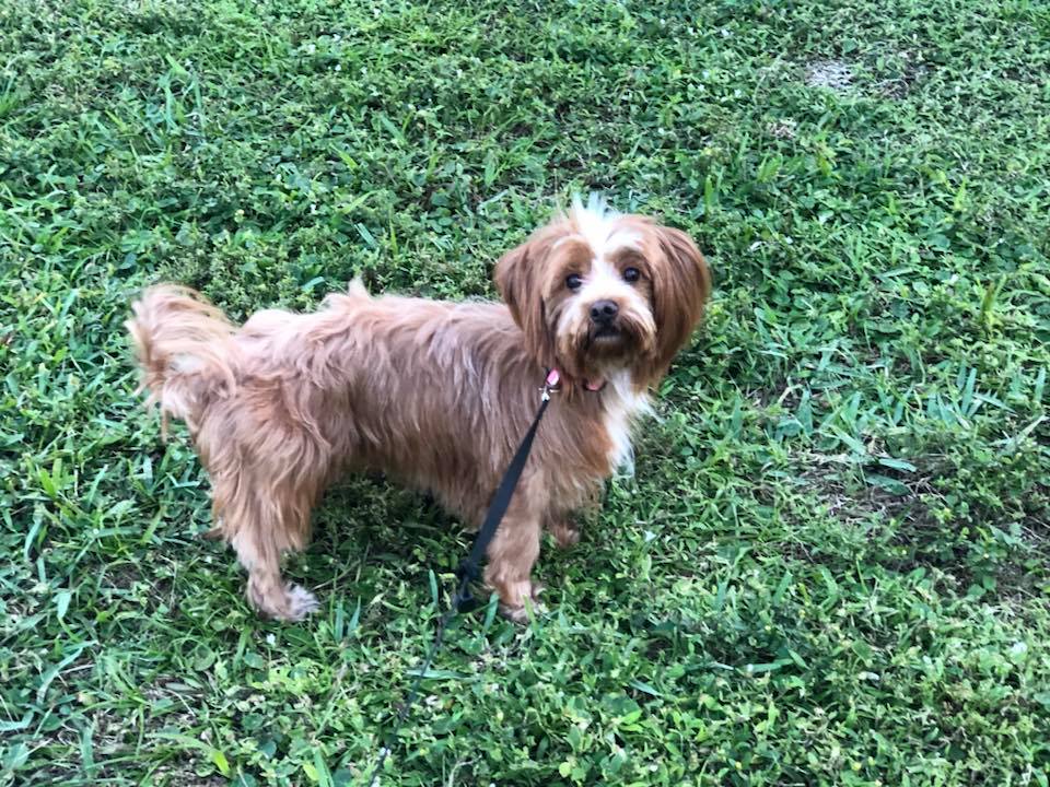 dog on a leash standing on green grass