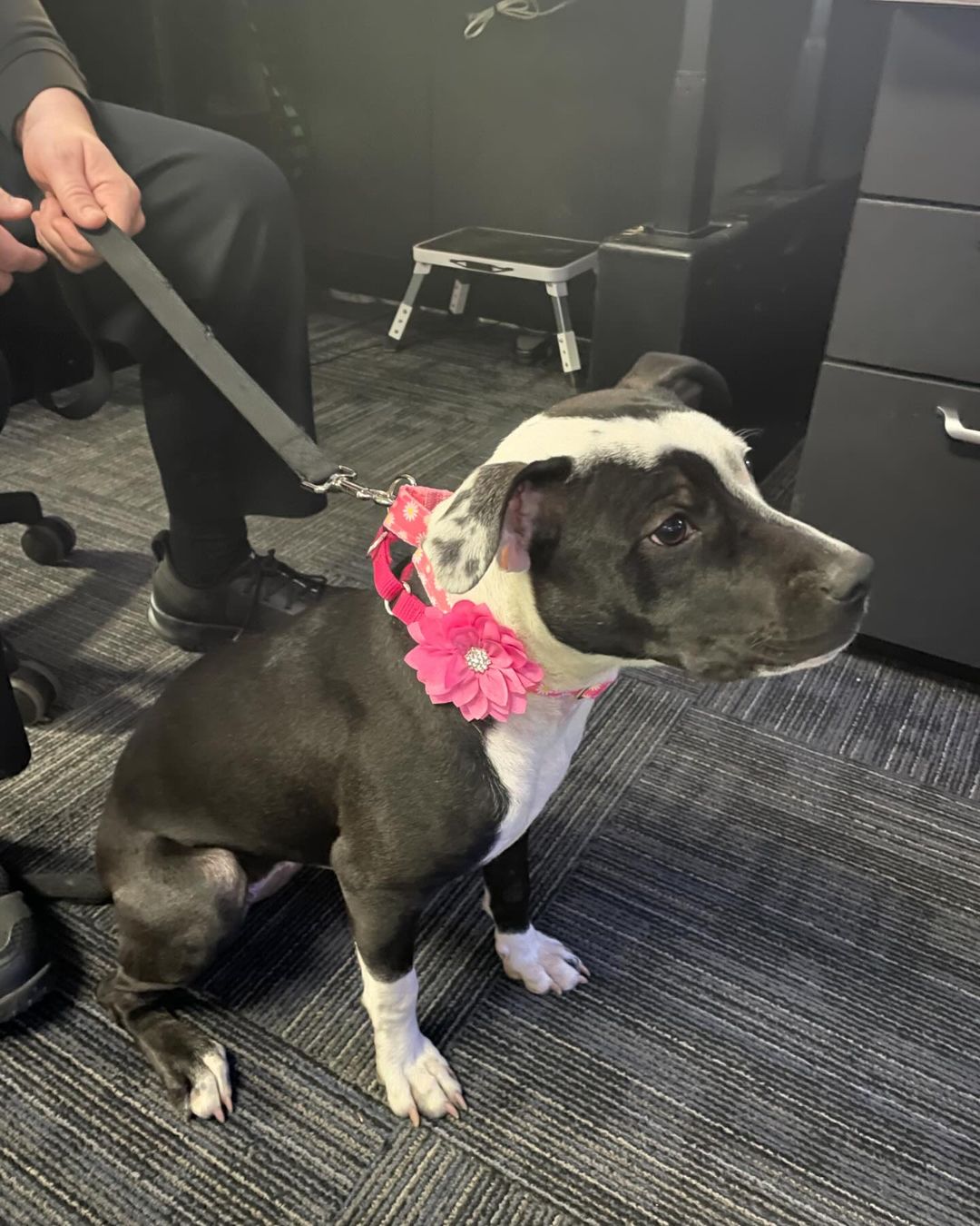 dog on a leash with flower