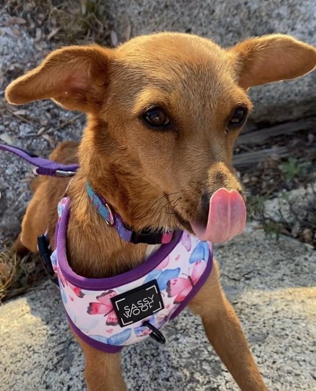 dog on a purple leash sticking his tongue out