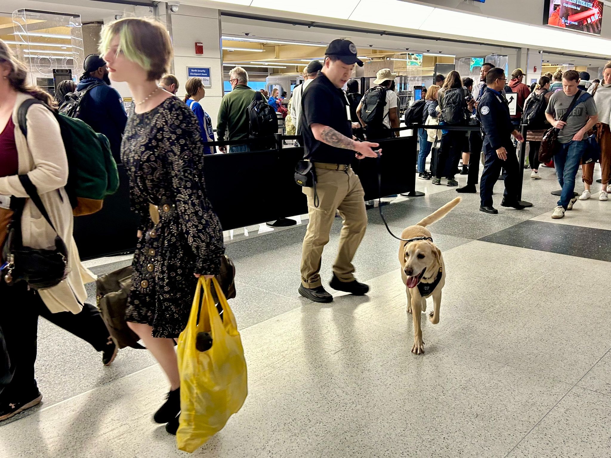 Dog at airport