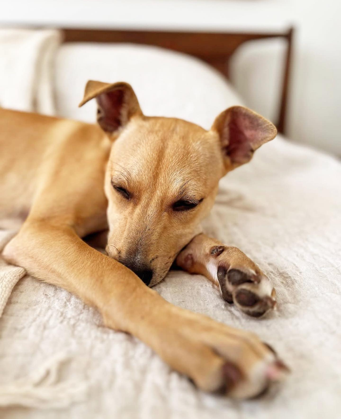 dog on bed enjoying