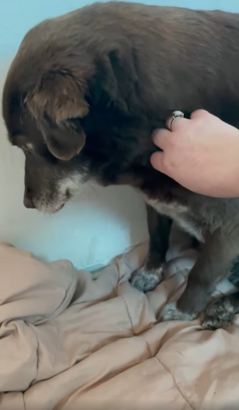 dog on bed refusing cuddles