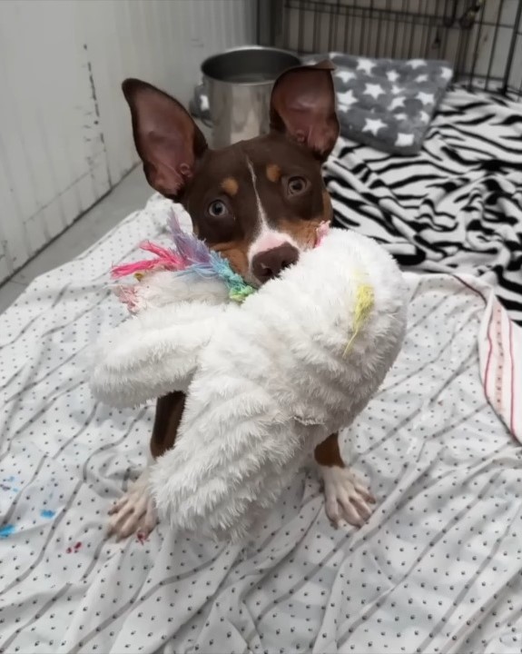 dog on bed