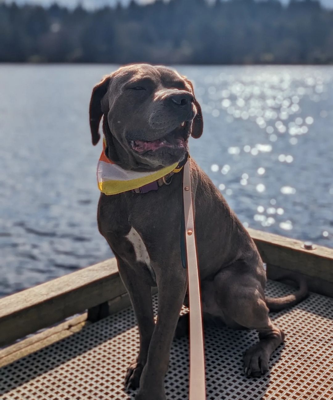 dog on boat