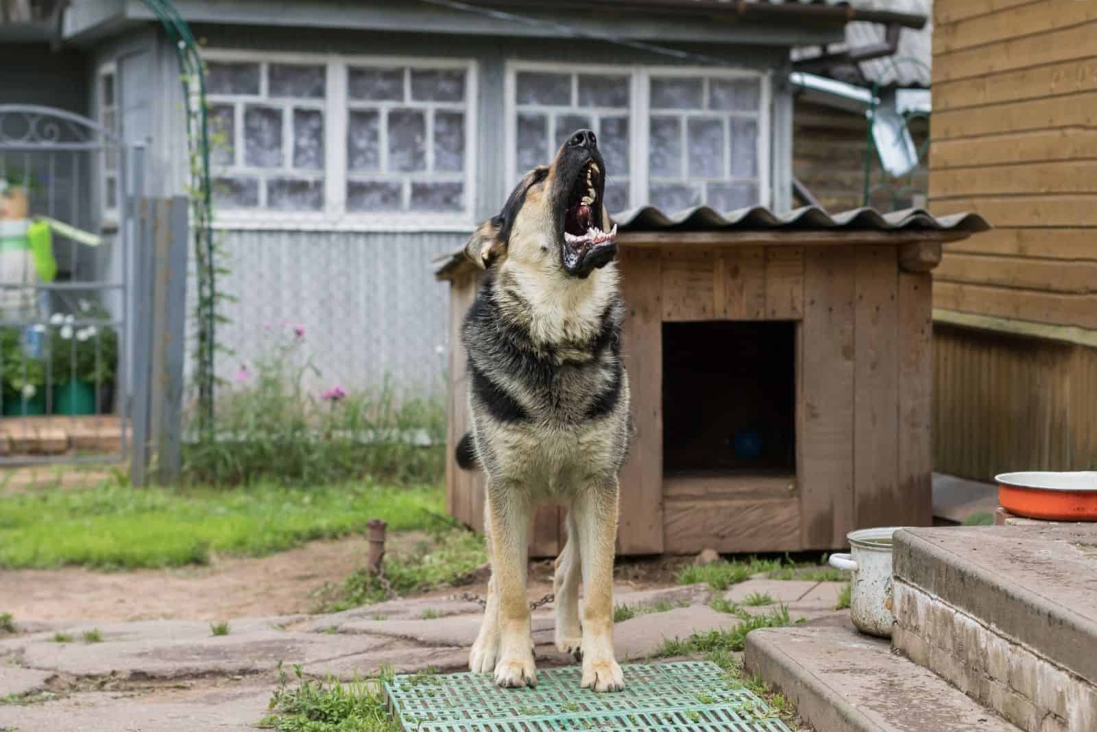 dog on chain howling guarding the house