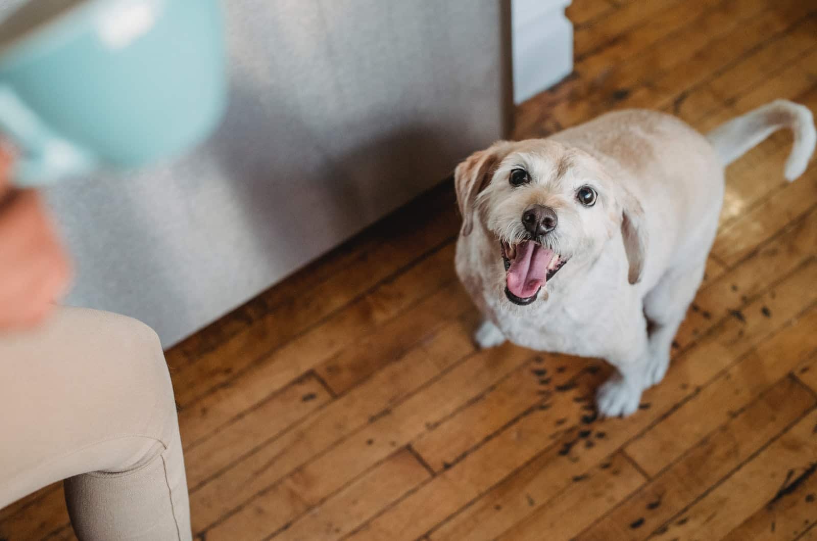 dog on floor