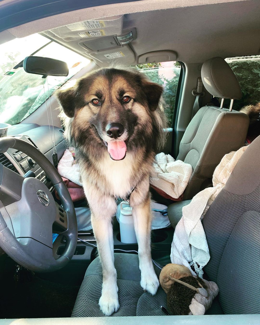 dog on front seat of the car