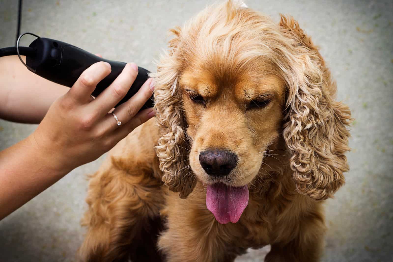 Dog cocker spaniel on grooming