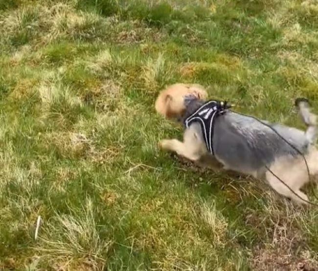 dog on hiking