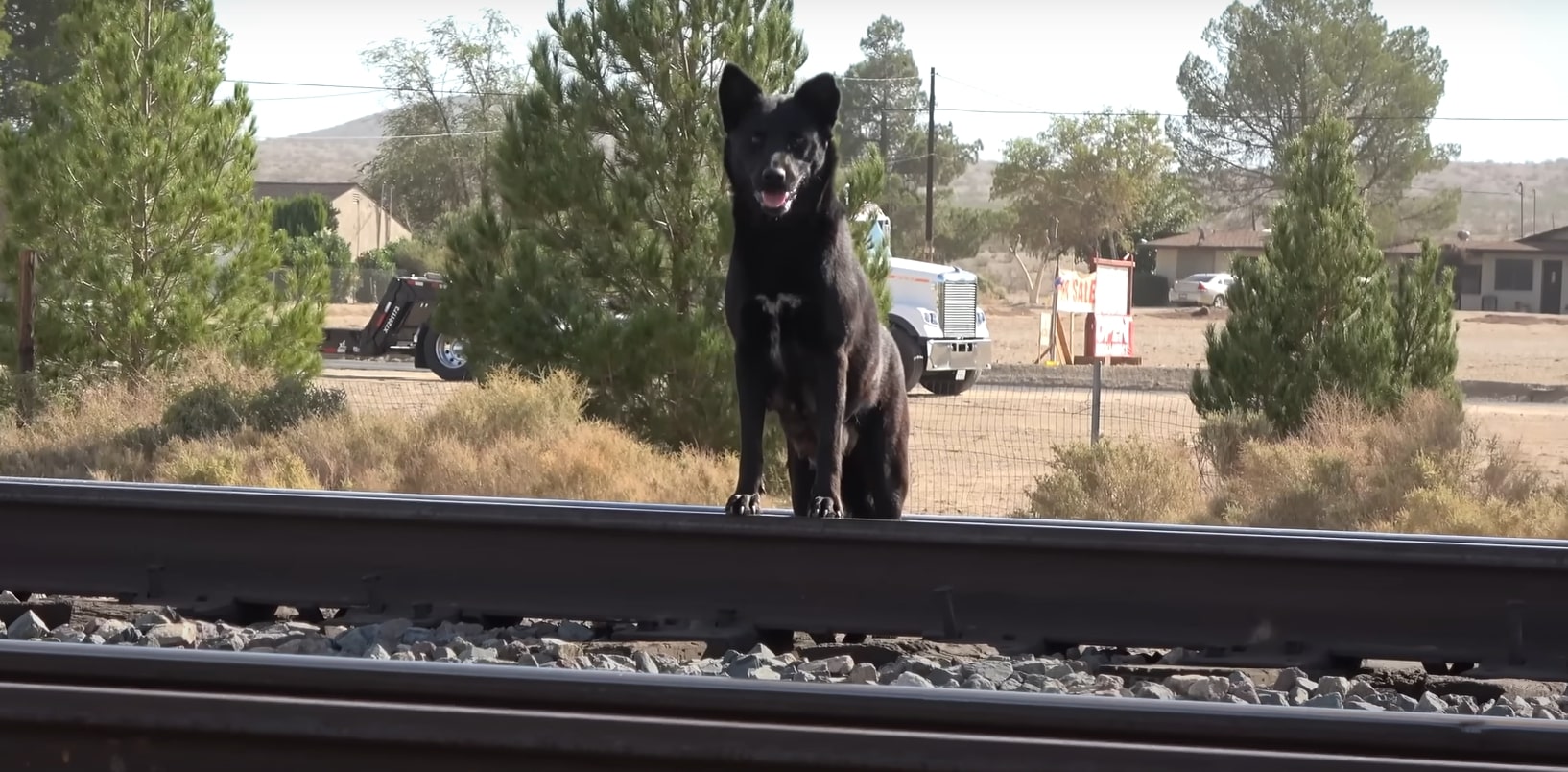 dog on railroad
