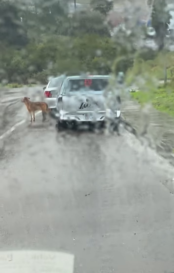 dog on road