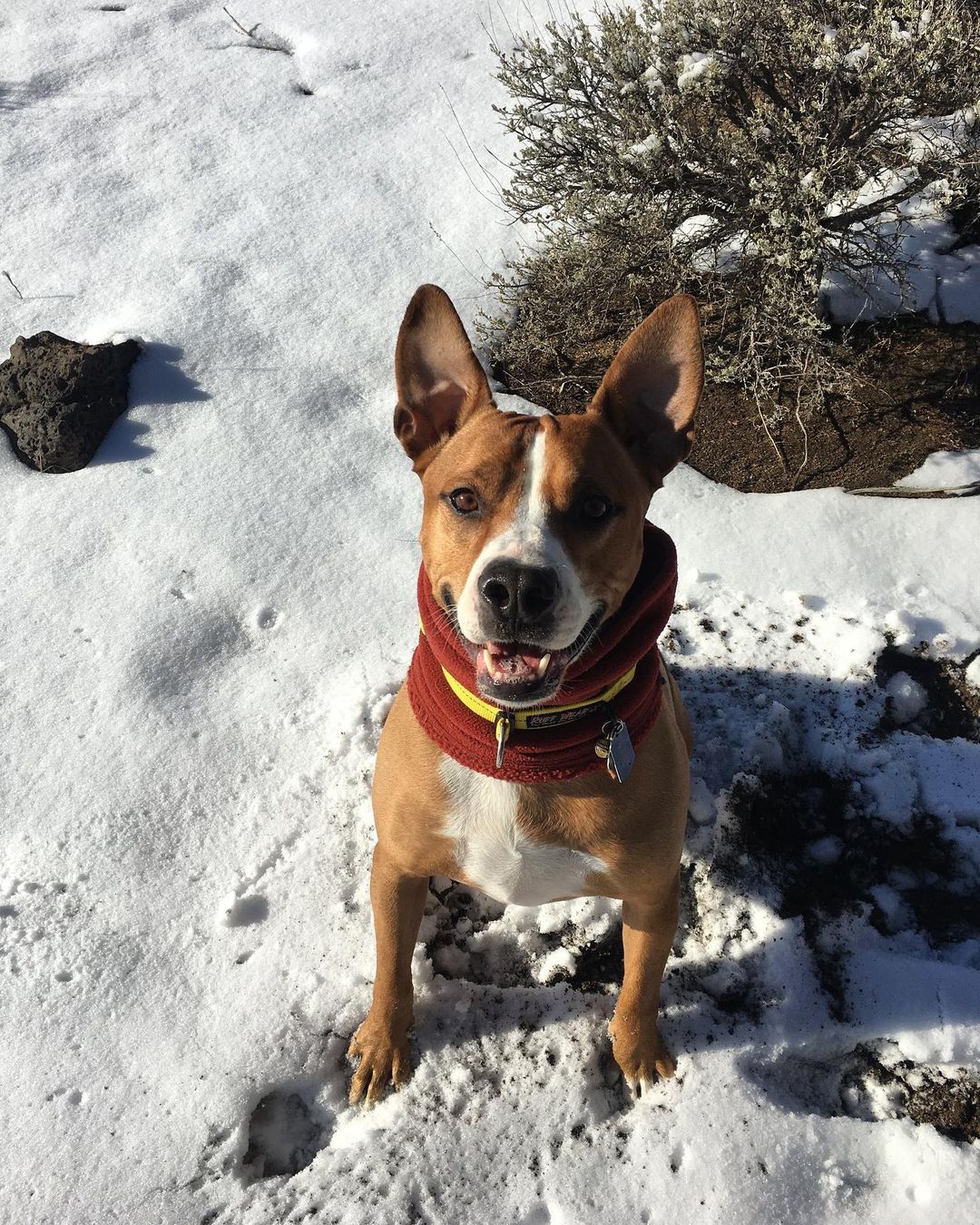 dog on snow