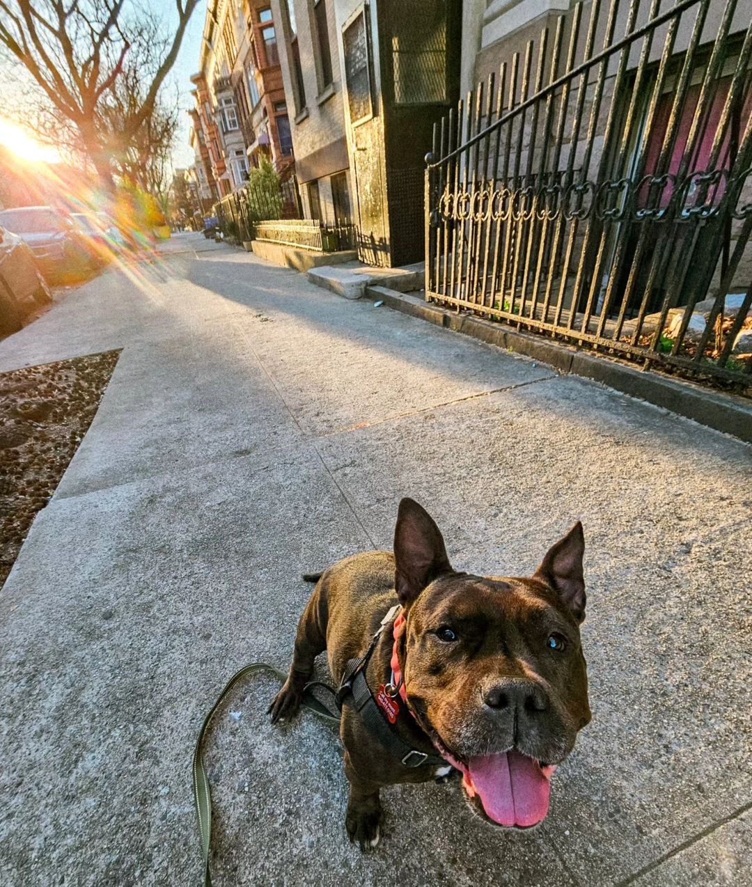 dog on street