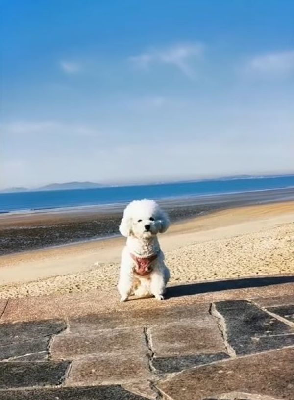 dog on the beach