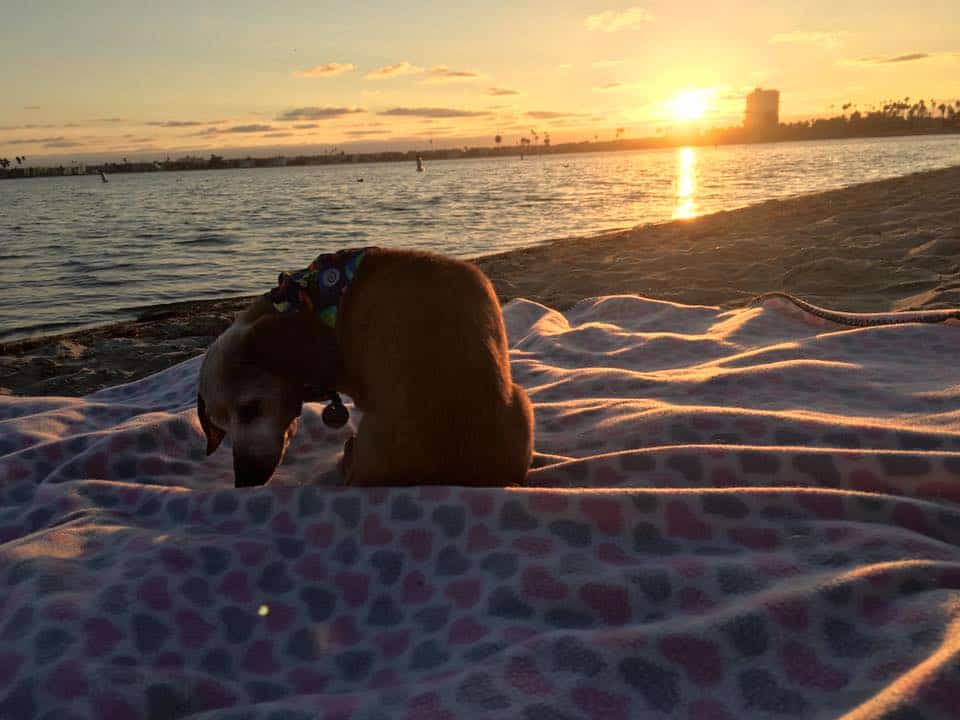 dog on the beach at sunset