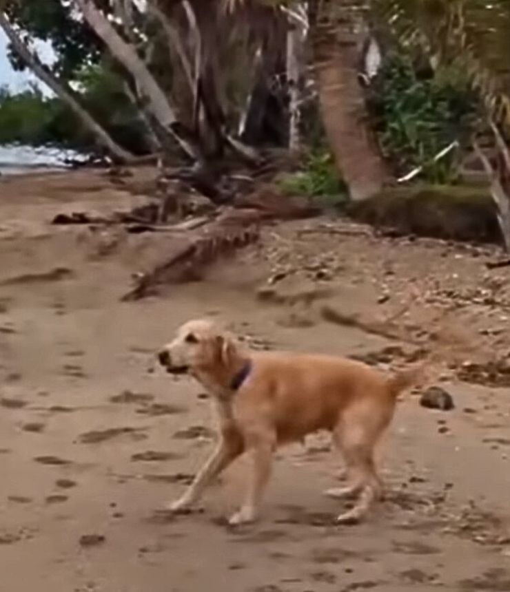 dog on the beach