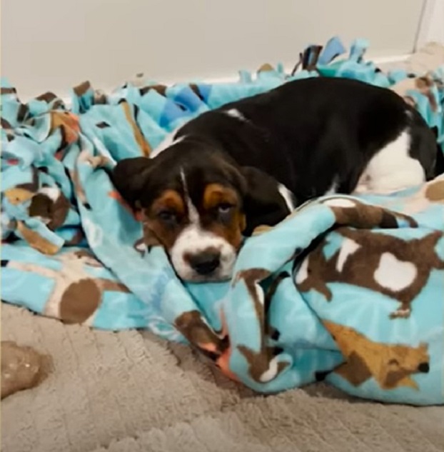 dog on the blanket