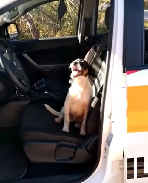 dog on the car seat