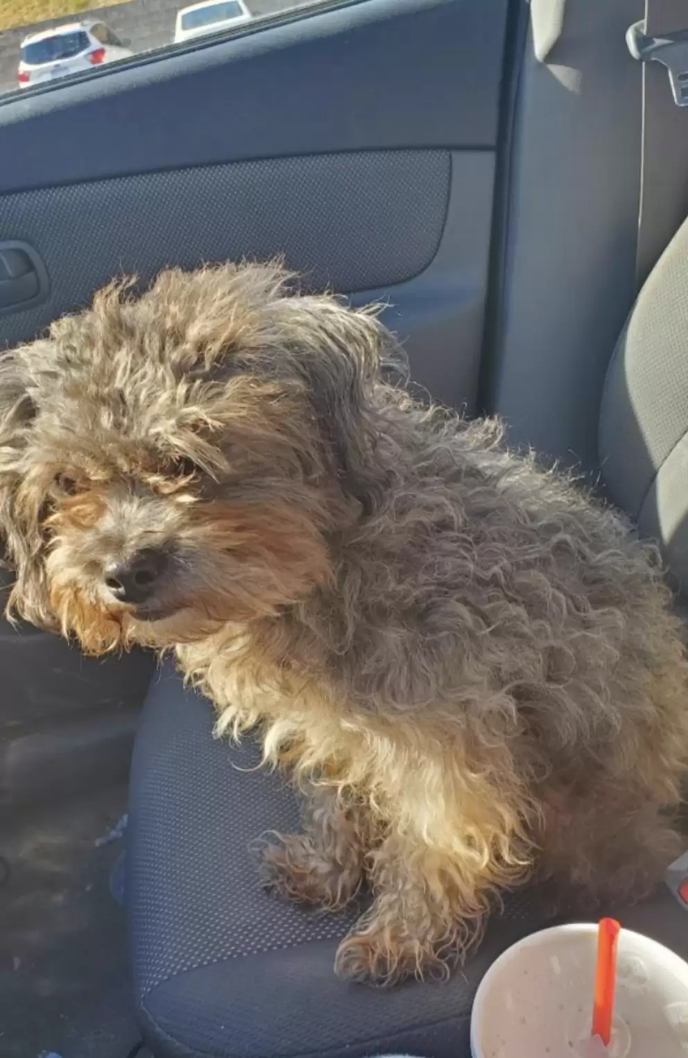 dog on the car seat