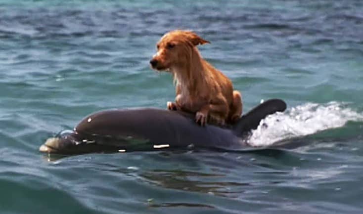 dog on the dolphin in water