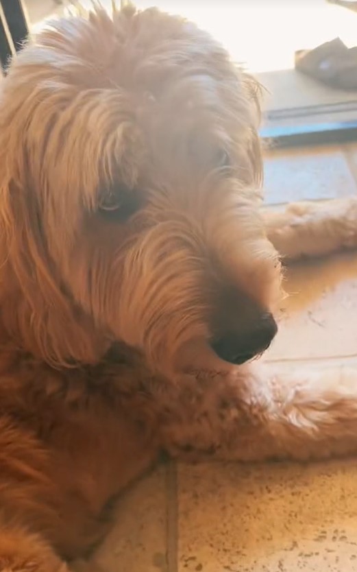 dog on the door porch