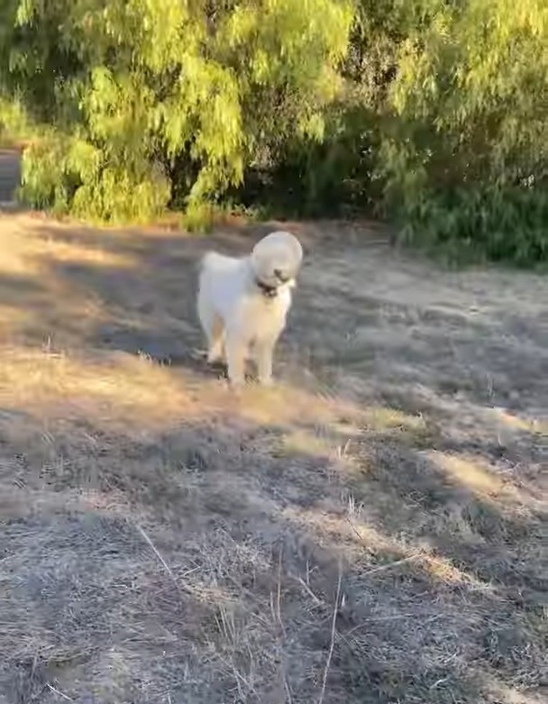 dog on the farm