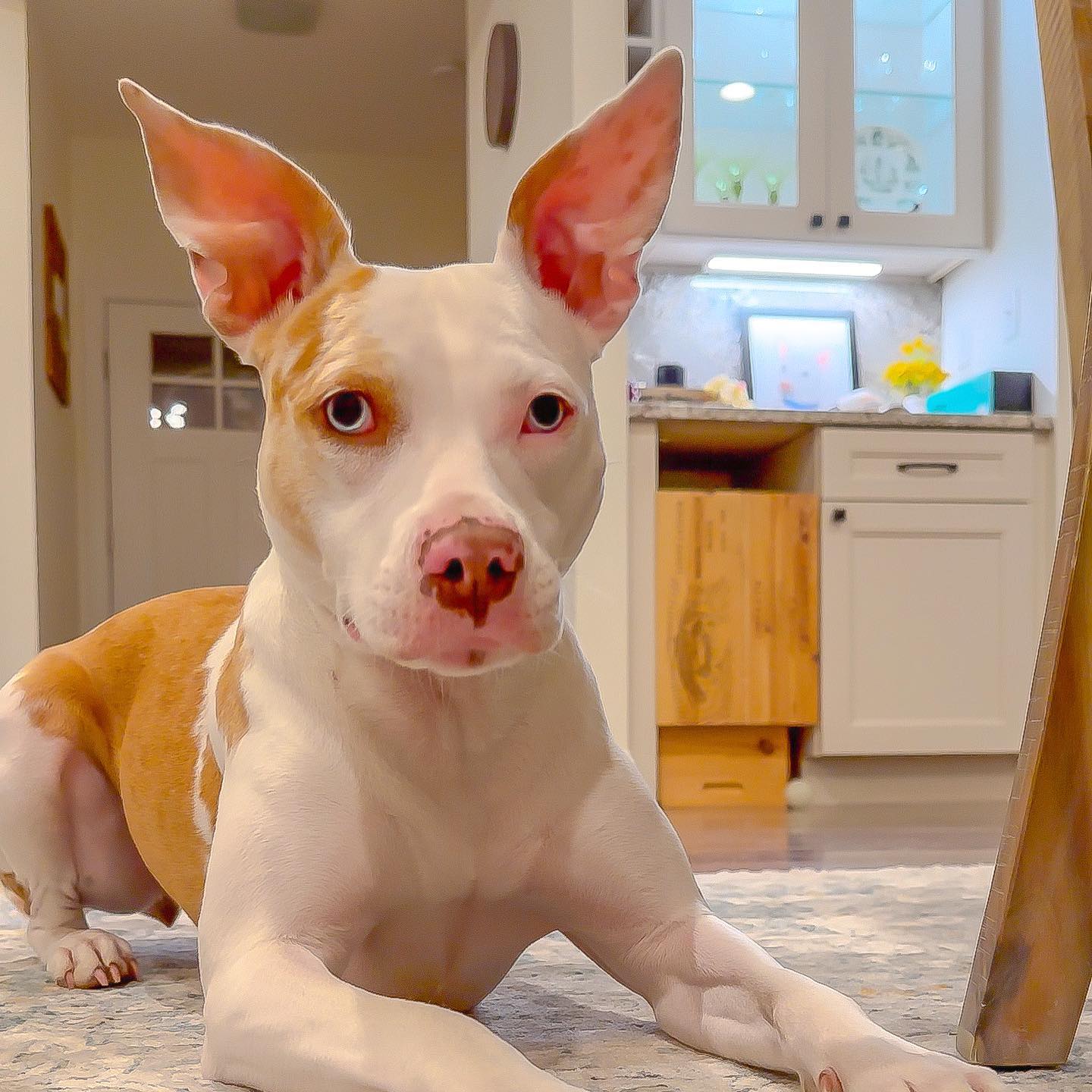 dog on the kitchen floor